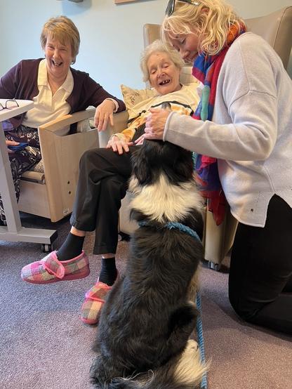 A Border Collie rising a care home