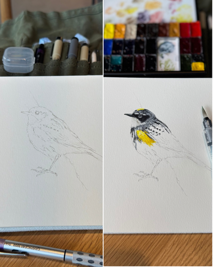 A sketch of a yellow rumped warbler is partially colored with yellow and black markings, surrounded by art supplies like paints and pens. To the left is the initial pencil sketch.