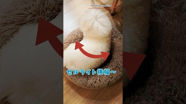【ビションフリーゼ】ちょっと横幅太めのもふ犬 【犬と猫、両方飼ってると毎日かわいい♥】