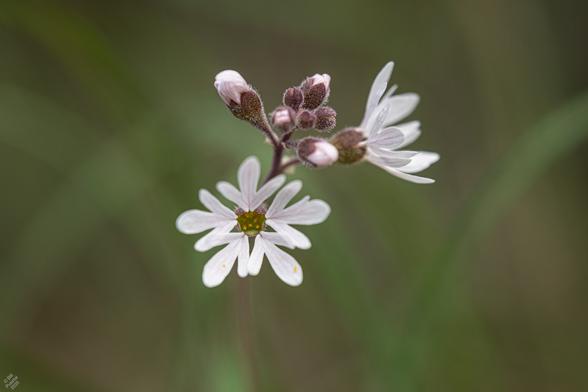 Lithophragma parviflorum, small leaved woodland star. A spike of flowers, two open and many more in bud. The flowers have five petals, each a sort of trident shape, with very subtle magenta veining on white. In a cup in the center and the reproductive parts. Blurry green and brown BG.