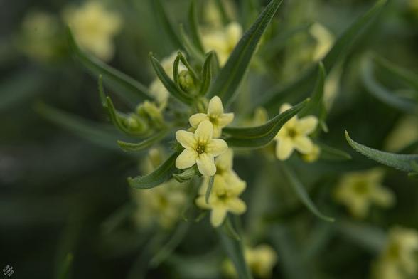 Lithospermum ruderale, western stoneseed. A five petalled flower at the tip of a cluster of same, many buds, and linear pointy leaves. The flowers are pale yellow-green. BG more of the same, blurry.