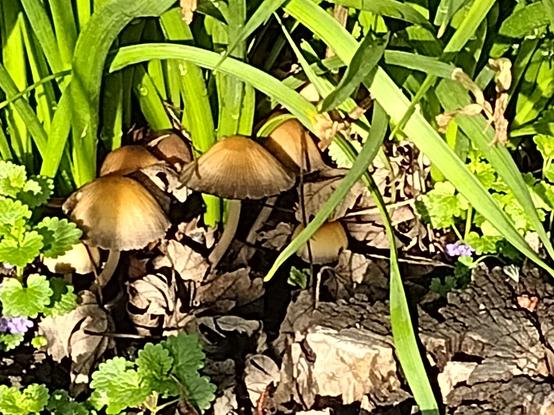 A small colony of Ink Caps nestled against an old stump and some greenery.