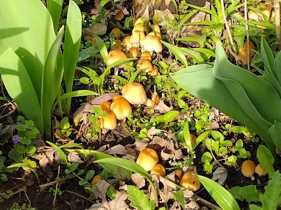 Mica Caps growing amongst tulip and lily foliages.