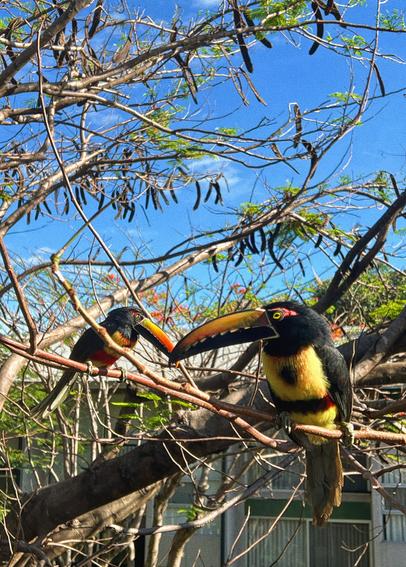 Fotografía de dos ejemplares de tucán aracari también conocidos como cusingos sobre las ramas de un árbol, uno de los tucanes está en primer plano y el otro al fondo haciendo que se vea como si sus picos se entrelazaran.