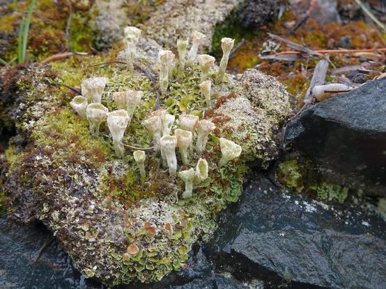 The photo shows several light beige, mealy cup-shaped lichen structures (podetia) growing from green, white lobes (squamules) on a wet, black granite rock.
Light green and brown-orange moss grows around this spot.