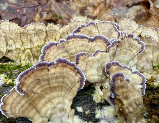 Violet toothed polypore. A striped light tan mushroom on side of old tree trunk that turns to violet on the edges and then a lighter, almost white outline.