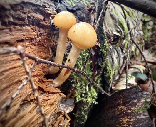 Newly emerged button mushrooms out of side of rotting log. Maybe an alder scalycap?