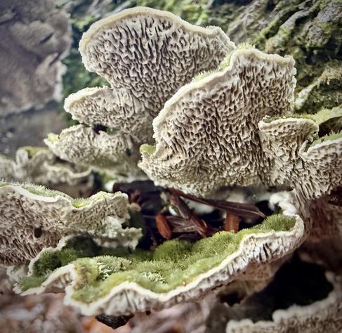 Cerrena? A very interesting texture and coloring with a little green “forest” of fuzz on top of the fungus while underneath is a frilly/textured white.