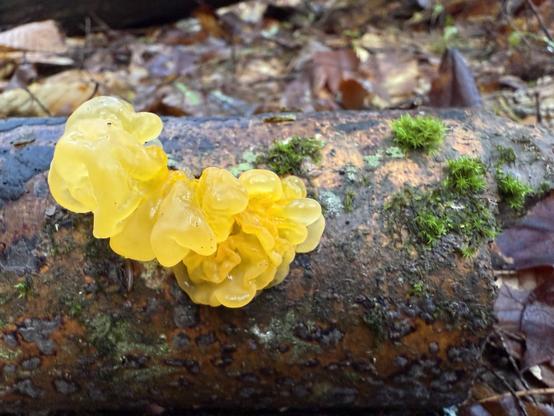 Bright yellow almost see-thru golden jelly fungus on a downed branch next to clumps of moss and maybe a bit of lichen.