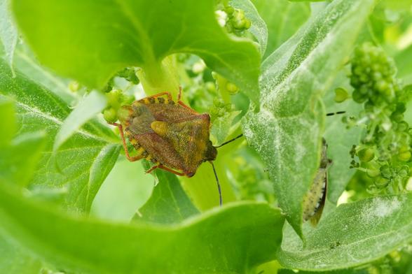 Een klein, bruin en gelig zeldzaam insect, Knoopkruidschildwants, zit op een groen blad. Het insect bevindt zich in het midden van de afbeelding, genesteld in de plooien van het blad. Het is iets naar beneden gericht en heeft een opvallende vorm, met een hard schild en een gesegmenteerd lichaam. Het lichaam van het insect is een mix van tinten bruin en geel, met donkerdere markeringen. Het blad waarop het rust is heldergroen, met een licht getextureerd oppervlak en een paar kleine, lichtgekleurde vlekjes. Andere bladeren en kleine groene knoppen zijn zichtbaar op de afbeelding, die het insect gedeeltelijk verbergen en de omringende ruimte vullen. Het licht in de afbeelding is helder en natuurlijk, waardoor de details van het insect en de textuur van het blad worden belicht. De focus ligt op het insect, waarbij de achtergrond enigszins vervaagt, waardoor de nabijheid van het insect tot het blad wordt benadrukt. De algehele indruk is die van een close-up macro-opname van een insect in zijn natuurlijke omgeving.