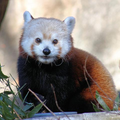 Red panda Chris-Anne is sitting on a wooden platform looking straight at the camera.