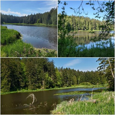 This image shows a collage of three different scenes of a lake surrounded by a dense forest. The top-left scene shows a serene lake with lush green vegetation along the shoreline. The top-right scene offers a view framed by tree branches, creating a natural vignette of the lake and forest beyond. The bottom scene displays the lake surrounded by trees and riparian plants, with the sunlight shining brightly. Overall, the image evokes a sense of tranquility combined with a view of a beautiful forest.
