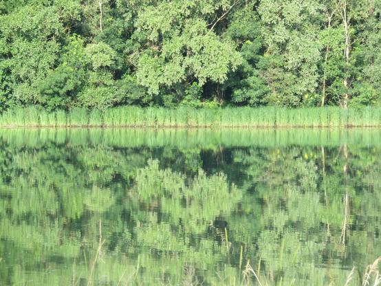 uniquement du vert : la rive avec des paquets de roseaux réguliers et des arbres. Le reflet de ces végétaux sur l'eau.