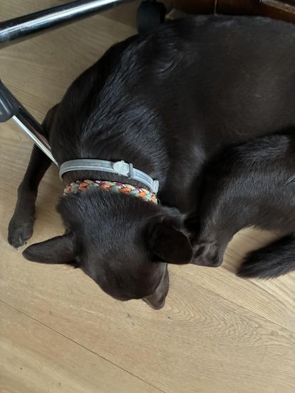 A brown Kelpie dog is curled up and sleeping on a wooden floor, with a colorful collar visible around its neck. Part of a chair leg is seen in the image.