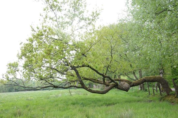 One of my favorite trees because it's so incredibly strong. An oak tree that, at just over a meter high, has such a large bend that it stands parallel to a green meadow dotted with buttercups and white flowers, whose green will soon be no darker than that of the May-green oak leaves. In the foreground is flowering cotton grass, typical of moors.