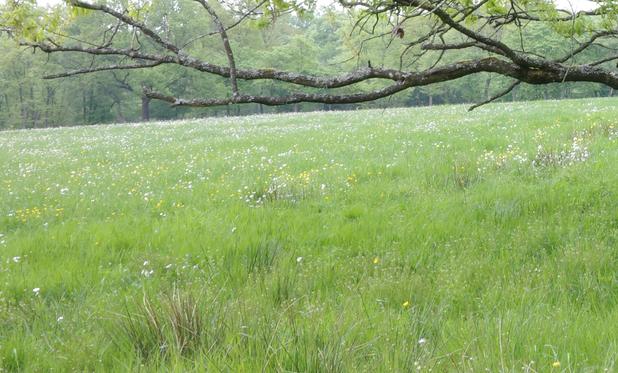 Detail of the meadow dotted with buttercups and white flowers, whose green will soon be no darker than that of the May-green oak leaves. In the foreground is flowering cotton grass, typical of moors.