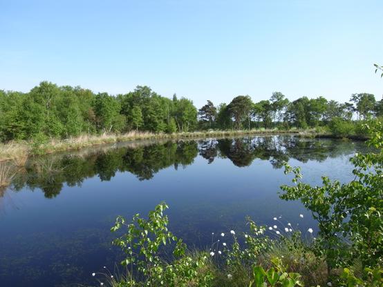 A bog lake in the forest, its shores lined with flowering cotton grass and pioneer birch bushes and trees, reflecting the clear blue sky, the cotton grass, and the trees. Some green underwater plants can be seen in the foreground.
