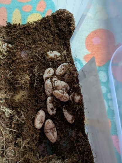 Bunch of little eggs revealed from substrate in a plastic tub