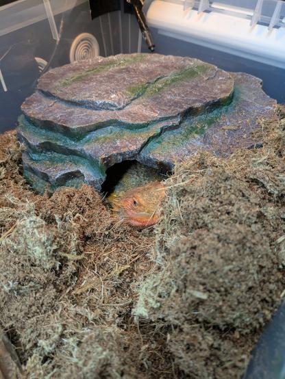 Bearded dragon peeking from a cave surrounded by piles of substrate