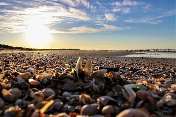 Heute gibt es einen Muschelostseestrand im Sonnenuntergang mit ein bisschen Meer & Wellen. Der Himmel mit kleinen Wölkchen in einem Hauch von blau bis goldgelb Farbverlauf.