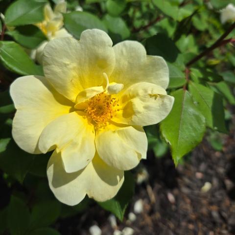 Photograph zoomed in on a bloomed yellow rose on a bush. There are some other partially visible blooms behind it.
