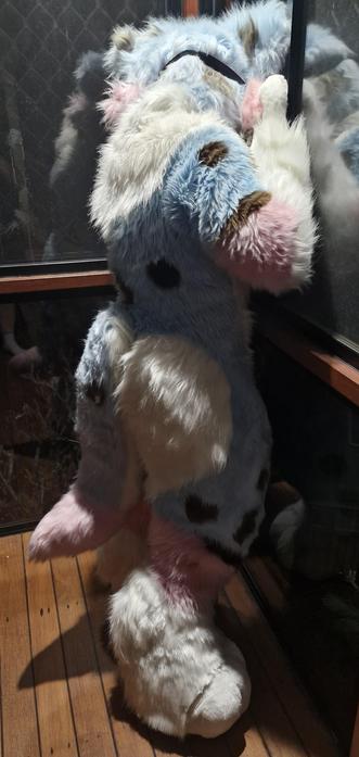 Fursuiter trying to look out window in the dark
