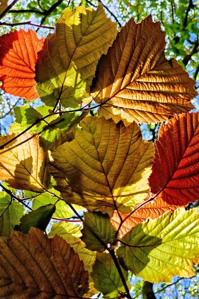 A close-up shot of fresh, young hazel tree leaves in spring, showcasing a mix of green, yellow, and possibly reddish hues, with sunlight filtering through them.