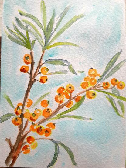 Aquarell. Ein Zweig mit Sanddornfrüchten.