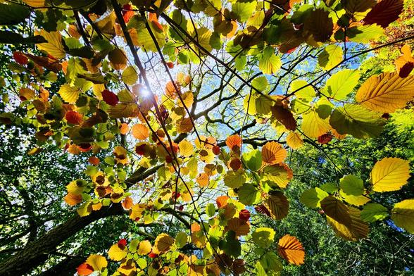 A low-angle shot looking up through the fresh green, yellow and orange leaves of a hazel tree canopy, with sunlight filtering through the leaves and patches of bright blue sky visible.