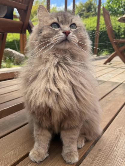 Closeup of Knold today, the birthday boy, a grey Siberian cat sitting upright on a wooden terrace floor. He is looking up and slightly to his side at something outside the frame. Despite the shedding season being ongoing, his chest is still quite fluffy. His long white whiskers are very prominent.