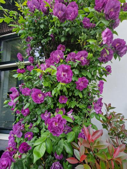 Close up of a climbing rose loaded with purple flowers (true purple, more than the photo shows) against a house.