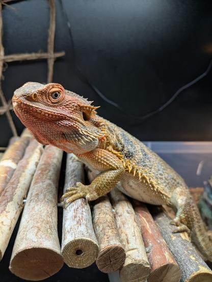 Bearded dragon sitting on a wooden bridge. Her beard is a content orange color.