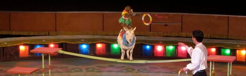 Monkey riding a goat, balanced on a tightrope, reaching out to catch a ring tossed by a man.