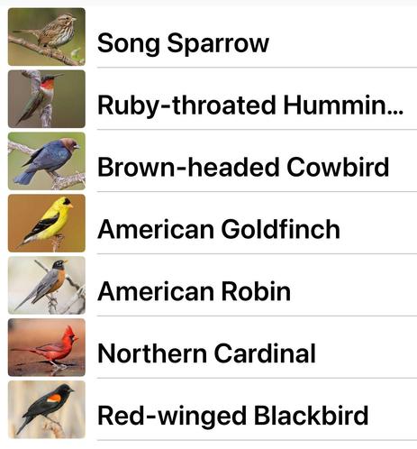 Song sparrow, ruby throated hummingbird   Brown headed cowbird, American goldfinch, American robin, northern cardinal, red winged blackbird