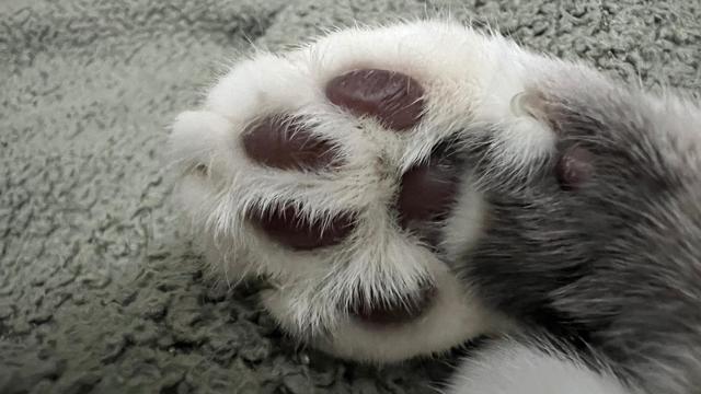 grey tabby Kitten reveals the secret to speed biscuits — bean-power! close-up of an upturned paw of a resting Kitten with grey pads surrounded by white fur, and lighter grey leg hair.