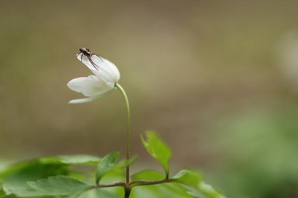A photo of a spider crawling on a wood anemone flower in a forest on an overcast spring day.