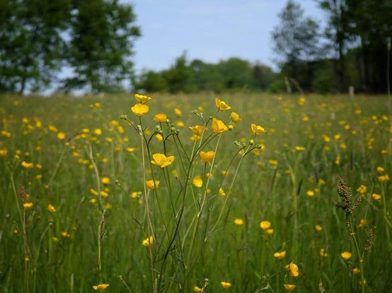 Wiese mit leuchtend gelben Butterblumen, im unscharfen Hintergrund einige Bäume