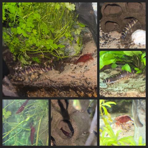Das Bild ist eine Collage aus sechs Unterbildern, die verschiedene Garnelen und einen Fisch in einem Aquarium zeigen.  Es sind rote und gestreifte Garnelen und ein gestreifter Fisch in unterschiedlichen Positionen und Umgebungen im Aquarium zu sehen. Die Unterbilder zeigen die Tiere inmitten von Wasserpflanzen und künstlichen Dekorationen.