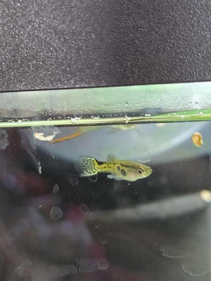 Das Bild zeigt einen kleinen, gelblich-schwarzen Endler Guppy, der an der Innenseite einer Aquariumscheibe schwimmt.  Der Fisch ist detailliert zu sehen, während der Hintergrund des Aquariums unscharf und dunkel ist.