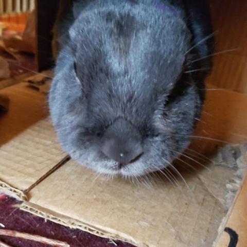 Closeup of a small grey rabbit peering out of her cardboard box hidey.