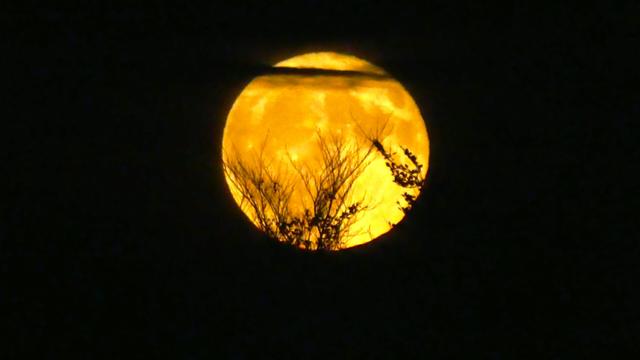 Vollmond Aufgang hinter Bäumen
oben sind dunkle wandernde Wolken zu sehen 
Full moon rising behind trees
dark wandering clouds can be seen above