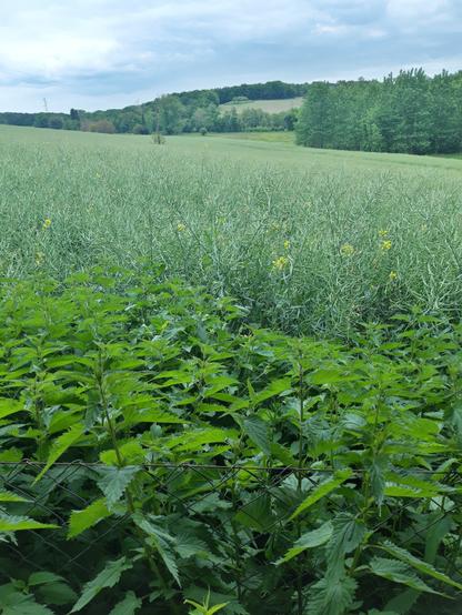 A rural landscape, a small stretch of nettles close by, followed by an enormous stretchbof calzo all the way to a line of trees far away.
