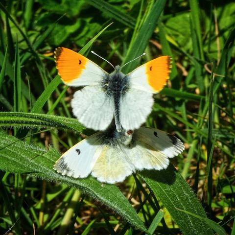 A pair of Orange Tip butterflies (Anthocharis cardamines) are captured in the midst of mating on a vibrant green leaf, surrounded by out-of-focus blades of grass. The male butterfly, positioned on top, displays striking orange patches at the tips of his otherwise white forewings and has a dark grey thorax. The female below him shows a similar white and grey pattern but lacks the prominent orange tips. Their wings are held open, revealing the intricate veining and delicate scalloped edges. The bright sunlight illuminates their forms, casting subtle shadows on the leaf below.