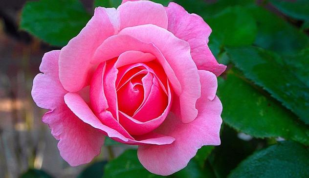 une Rose