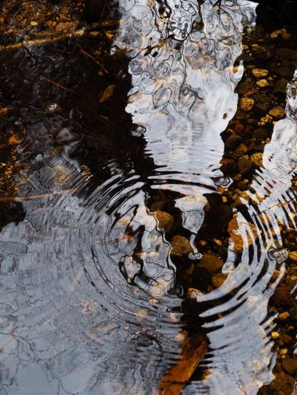 Picture of water surface. Reflection of trees creates V-shape on the water and in the corner of that there is a water ring. Water is brown shade but clear so the rocks at the bottom are visible.