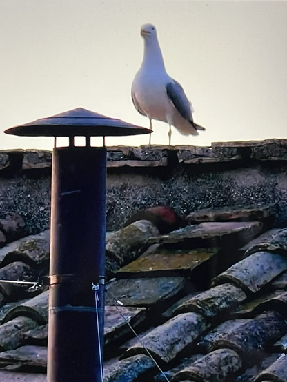 Möwe auf dem Dach des Vatikans neben dem Schornstein