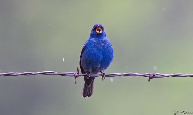 Small blue bird, singing with open mouth and showing the red mouth lining, perched on a strand of barbed wire
