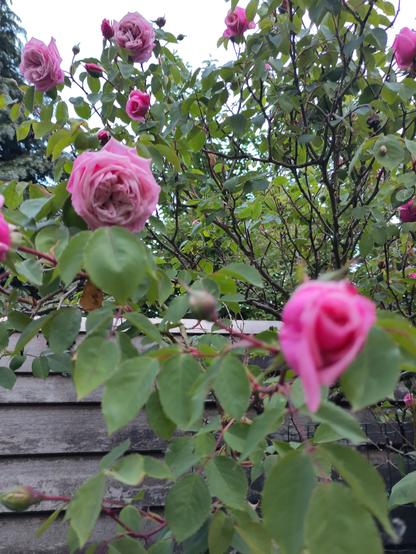 Roos 🌹 in bloei in de tuin