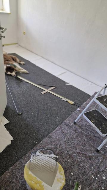 Hund liegt in einem Zimmer das gerade frisch gestrichen wird.