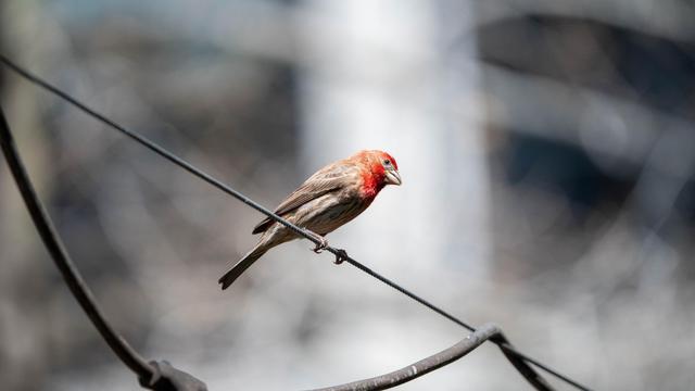 Male house finch watching what’s going on